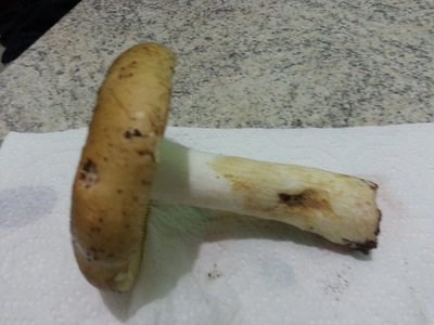 20121104_173653.jpg (161.24 KiB) Osservato 1106 volte 20121104_173653.jpg