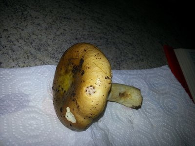 20121104_173704.jpg (146.29 KiB) Osservato 1106 volte 20121104_173704.jpg