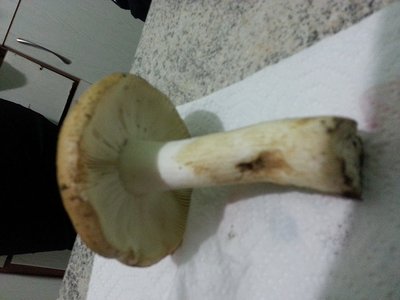 20121104_173720.jpg (142.9 KiB) Osservato 1106 volte 20121104_173720.jpg