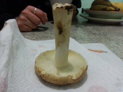 20121104_173746.jpg (143.14 KiB) Osservato 1106 volte 20121104_173746.jpg