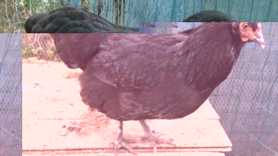 image.jpg (92.63 KiB) Osservato 1464 volte image.jpg