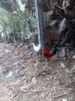 IMG_20180529_122424.jpg (206.35 KiB) Osservato 694 volte IMG_20180529_122424.jpg