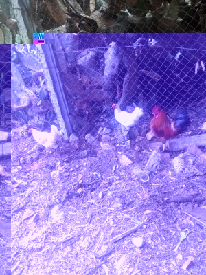 IMG_20180529_122416.jpg (202.34 KiB) Osservato 693 volte IMG_20180529_122416.jpg