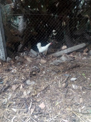 IMG_20180529_122026.jpg (195 KiB) Osservato 693 volte IMG_20180529_122026.jpg