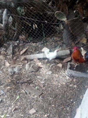 IMG_20180529_122207.jpg (165.8 KiB) Osservato 692 volte IMG_20180529_122207.jpg