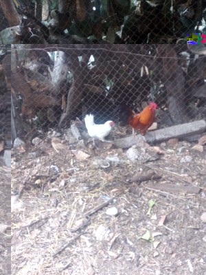 IMG_20180529_122103.jpg (123.25 KiB) Osservato 691 volte IMG_20180529_122103.jpg