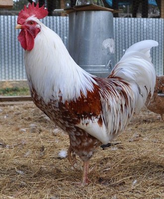 9143_471780616197272_113730424_n.jpg (224.15 KiB) Osservato 1049 volte 9143_471780616197272_113730424_n.jpg