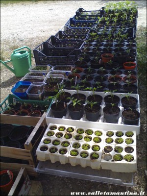 semine 2015 / semine-2015.jpg semine-2015.jpg