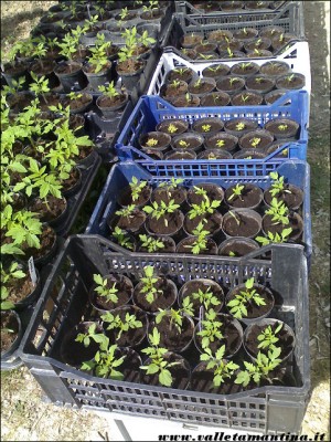 semine 2015 / semine-2015-2.jpg semine-2015-2.jpg