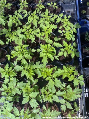 piantine pomodori 2015 / pomodori-piantine-2015.jpg pomodori-piantine-2015.jpg
