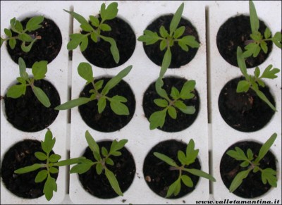 le giovani piantine di pomodori crescono! / pomodori-giovani-piantine-crescono!.jpg pomodori-giovani-piantine-crescono!.jpg