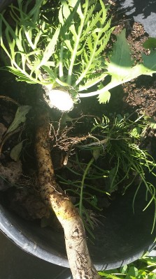 281.jpg (205.52 KiB) Osservato 904 volte 281.jpg