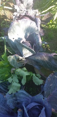 273.jpg (170.78 KiB) Osservato 904 volte 273.jpg