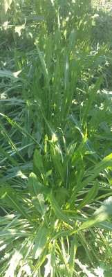 274.jpg (172.15 KiB) Osservato 904 volte 274.jpg