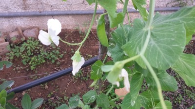 Pisello / 20160220_072729.jpg 20160220_072729.jpg