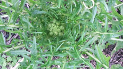 Cicoria / 20160220_072024.jpg 20160220_072024.jpg