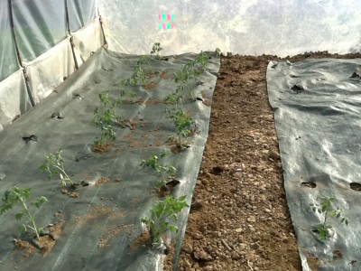 image.jpeg (336.96 KiB) Osservato 892 volte image.jpeg