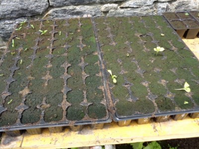 053 (640x480).jpg (265.34 KiB) Osservato 665 volte 053 (640x480).jpg