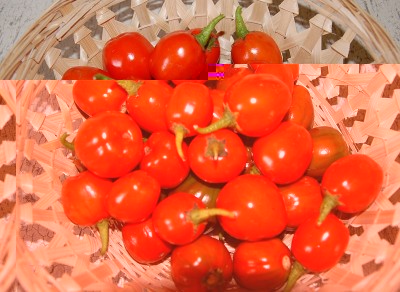 365.JPG (204.45 KiB) Osservato 777 volte 365.JPG