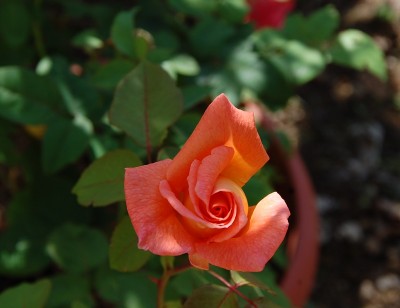 368.JPG (119.85 KiB) Osservato 777 volte 368.JPG