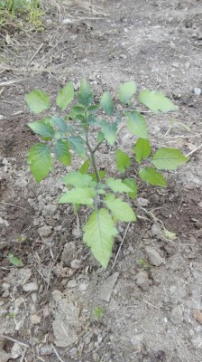 pom3.jpg (143.66 KiB) Osservato 887 volte pom3.jpg