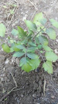 pom1.jpg (98.77 KiB) Osservato 887 volte pom1.jpg