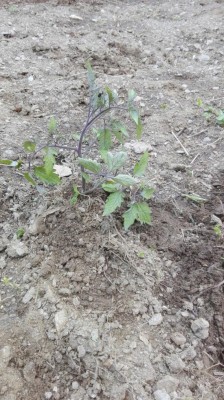 pom2.jpg (153.17 KiB) Osservato 887 volte pom2.jpg