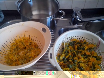 raccolta e lavaggio / 19.05.2017 370.jpg 19.05.2017 370.jpg