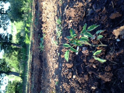 image.jpeg (219.66 KiB) Osservato 783 volte image.jpeg