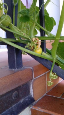 IMG_20170601_182238.jpg (70.31 KiB) Osservato 1225 volte IMG_20170601_182238.jpg