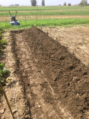 03.09.17 047.JPG (370.32 KiB) Osservato 750 volte 03.09.17 047.JPG