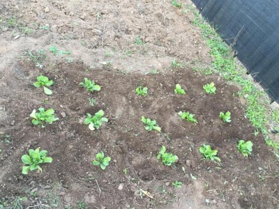 IMG_5594.JPG (218.33 KiB) Osservato 1012 volte IMG_5594.JPG