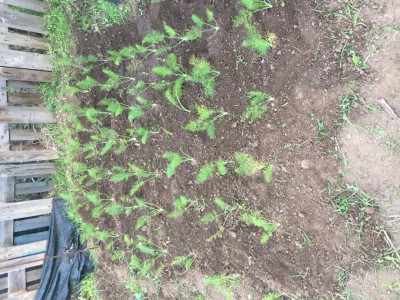 IMG_5591.JPG (218.1 KiB) Osservato 1010 volte IMG_5591.JPG