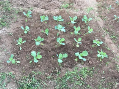 IMG_5592.JPG (232.05 KiB) Osservato 959 volte IMG_5592.JPG