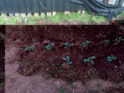 IMG_5593.JPG (221.56 KiB) Osservato 959 volte IMG_5593.JPG