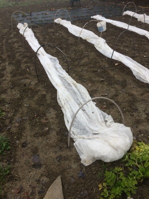 16.01.18 025.JPG (264.66 KiB) Osservato 920 volte 16.01.18 025.JPG