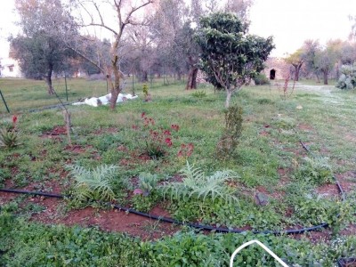 Un angolo... Con carciofi, zampa di canguro, un nespolo e mezzo, due piccoli meli ancora dormienti, un tentativo fi fragolaia sotto il telo... / IMG_20190321_173250.jpg IMG_20190321_173250.jpg