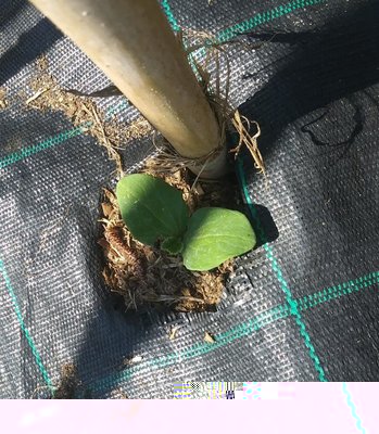 z1.jpg (233.41 KiB) Osservato 1286 volte z1.jpg