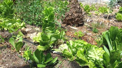 Insalata a seme / 20190610_114030.jpg 20190610_114030.jpg