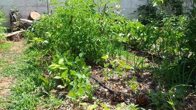 20190610_114000.jpg (192.21 KiB) Osservato 585 volte 20190610_114000.jpg