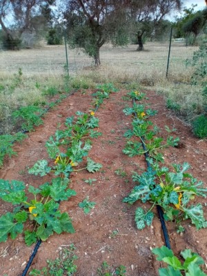 Qualche filare, all'inizio ordinato, ora le erbe iniziano ad invadere.. / Piante zucchine.jpg Piante zucchine.jpg