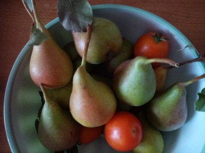 Le Petrosine devono ancora maturare bene, in effetti le ho raccolte presto. una soddisfazione sapere che puoi dare un morso senza pensare a eventuali residui di pesticidi o altro... / Petrosine.jpg Petrosine.jpg