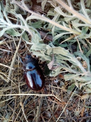 E poi c'era anche lui in giro per l'orto.... / Scarabeo.jpg Scarabeo.jpg