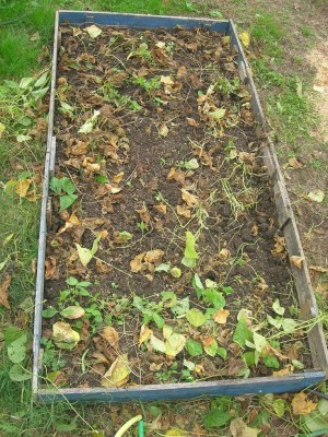 cassone fagiolini1.jpg (254.86 KiB) Osservato 1414 volte cassone fagiolini1.jpg