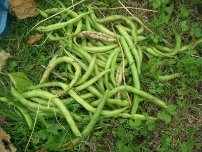 fagiolini da seminare.jpg (178.09 KiB) Osservato 1414 volte fagiolini da seminare.jpg
