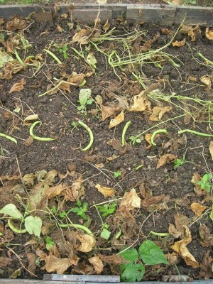 fagiolini seminati.jpg (248.6 KiB) Osservato 1414 volte fagiolini seminati.jpg