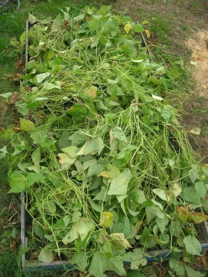 cassone coperto.jpg (219.94 KiB) Osservato 1414 volte cassone coperto.jpg