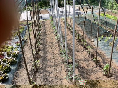 orto 2.jpg (193.3 KiB) Osservato 1235 volte orto 2.jpg