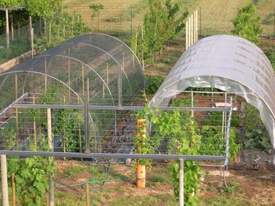 orto2.JPG (159.82 KiB) Osservato 1184 volte orto2.JPG