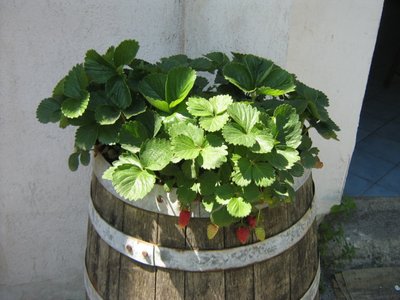 004.JPG (229 KiB) Osservato 904 volte 004.JPG